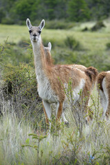 Guanaco standing amaong the bush