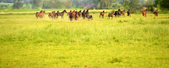 free spirits, about 30 wild horses running away