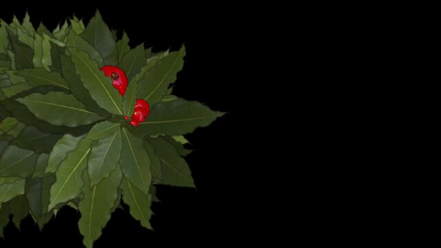 4k Red winter berries cherry fruit on holly vegetation plant growing.