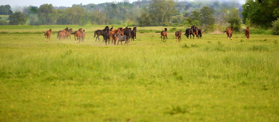 wild and free, a herd of wild horses running away 