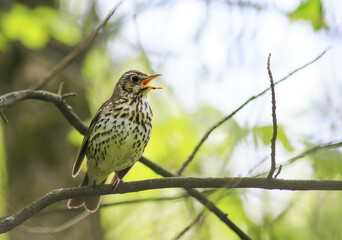 Naklejka premium bird song thrush sings loudly in the spring woods