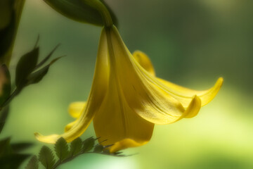 Sunlit Flower