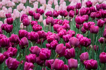 Fototapeta premium Rainy day at the Tulip festival in Ottawa, Canada. 2017