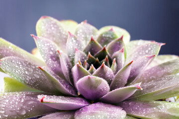 Beautiful succulent plant with water drops close up