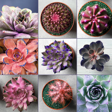 Collage of beautiful succulents