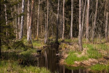 wild river with trees forest and green fields