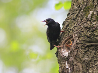 bird black Sparrow flew to the nest tree and feeding Chicks