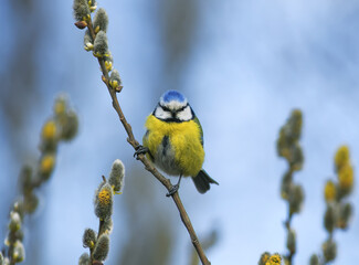 blue tit sitting in spring Park surrounded by fluffy branches of yellow willow