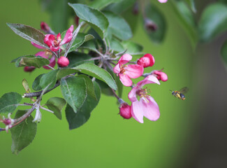 little bee flies over a branch of a tree with beautiful pink flowers