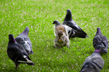 Fototapeta premium ardillas comiendo rodeada de palomas hyde park