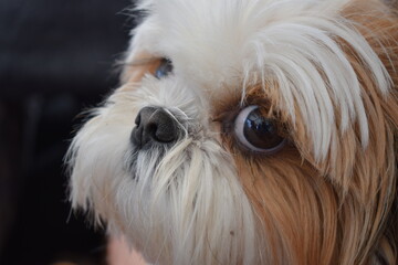 Chien mignon