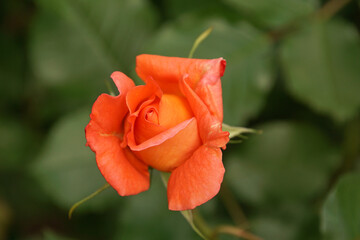Obraz premium orange rosenknospe am aufblühen