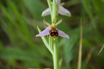 closeup of rare bee orchid wild flower