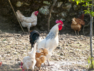 One rooster and some hens on a farm