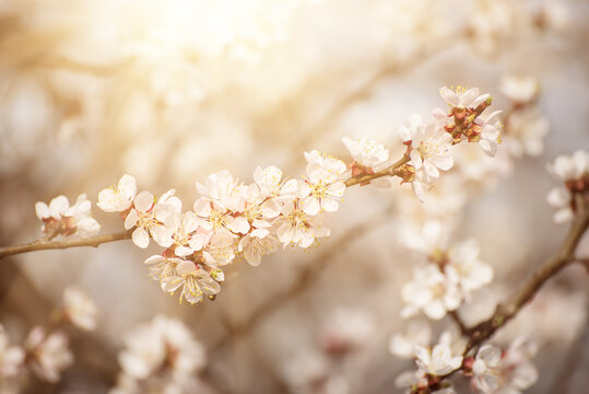 Apricot tree flower with buds and blossoms blooming at springtime, vintage retro floral background with sun rays © Roxana