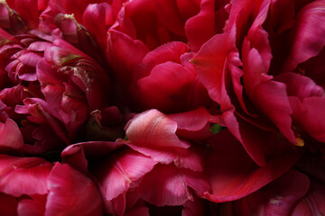 Beautiful tulip flowers, closeup