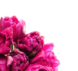 Beautiful tulip flowers on white background, closeup