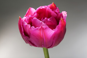 Beautiful tulip flower on light background, closeup