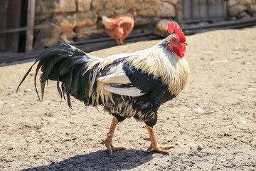 Domestic cock in poultry yard on sunny day