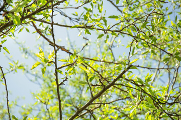 Branches of fruit tree on sunny day