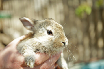Cute little rabbit in male hand