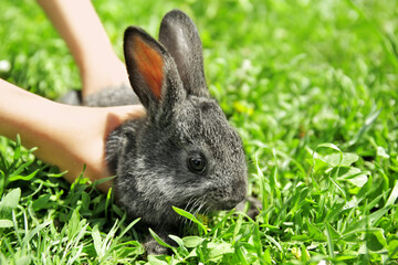 Woman holding cute little rabbit on green grass