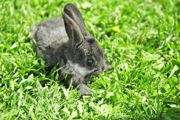 Cute little rabbit on green grass