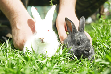 Man holding two cute little rabbits on green grass