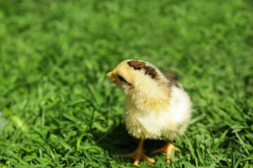 Cute little chick on green grass