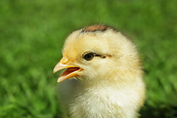 Cute little chick on blurred background
