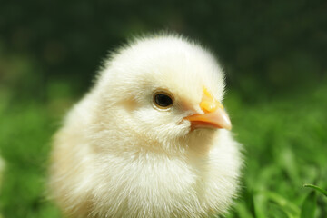 Cute little chick on blurred background