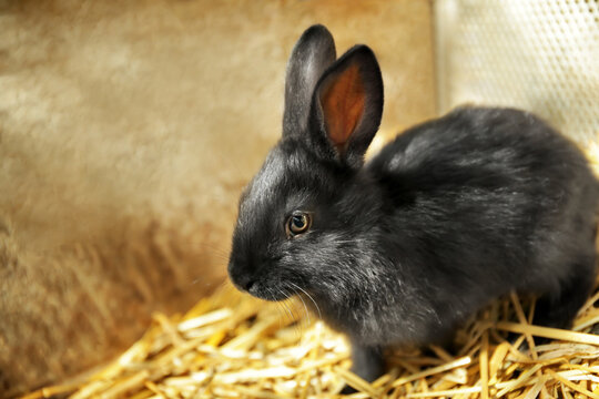 Cute little rabbit on farm