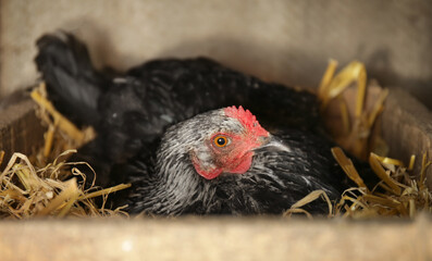 Hen hatching eggs in nest