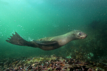 Obraz premium brown fur seal, arctocephalus pusillus, South Africa