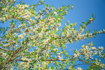 Fruit tree blossom on blue sky background