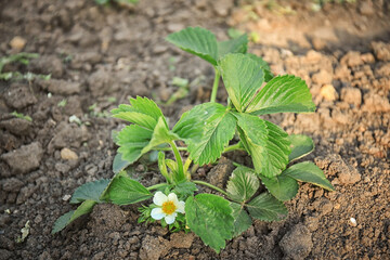 Strawberry plant in garden