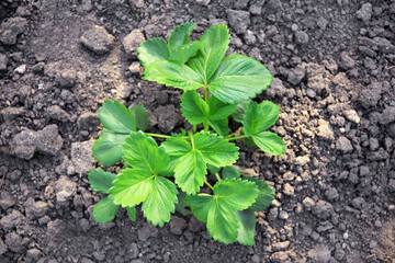Strawberry plant in garden