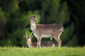 fallow deer, dama dama, Czech republic