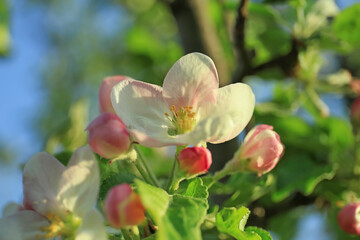 Fototapeta na wymiar Apple blossom on blurred background