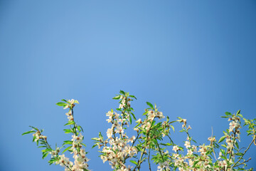Fruit tree blossom on blue sky background