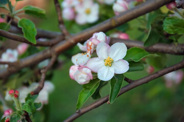 Branches of blossoming apple tree on blurred background