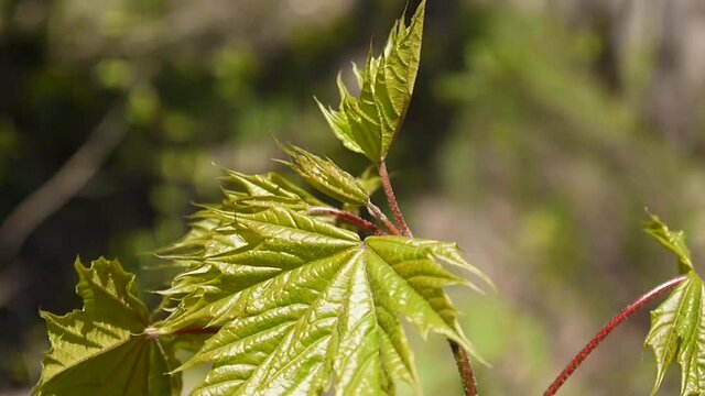 Green leaves in spring. Beautiful young green maple tree swinging in the wind.