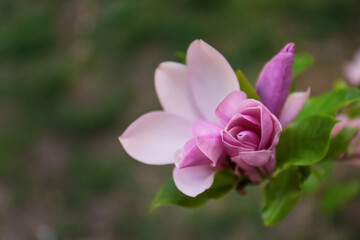 Fototapeta na wymiar Beautiful blooming magnolia flowers on blurred background