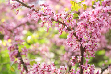 Branch with blooming flowers on blurred background