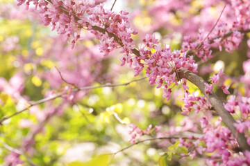 Branch with blooming flowers on blurred background