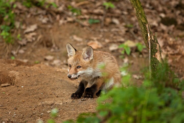 red fox, vulpes vulpes, Czech republic