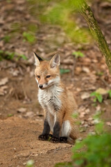 red fox, vulpes vulpes, Czech republic