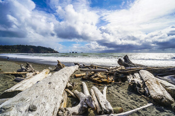 Wild La Push Beach with famous forested trail - FORKS - WASHINGTON