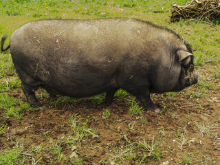 Vietnamese pig in a field.