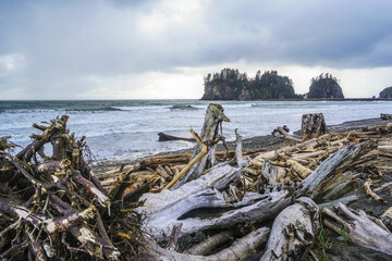 The forested trail on La Push Beach - FORKS - WASHINGTON